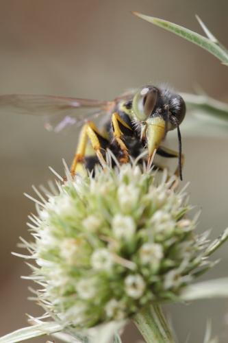 Réf. 244 521 : Bembix oculata